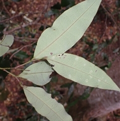 Diospyros pentamera at Jamberoo, NSW - 25 Sep 2024