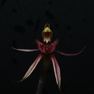 Caladenia actensis at suppressed - 25 Sep 2024