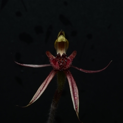 Caladenia actensis (Canberra Spider Orchid) by BB23
