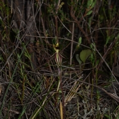 Caladenia actensis at suppressed - suppressed