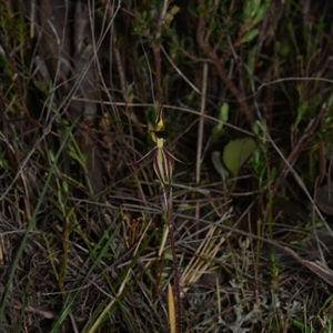 Caladenia actensis at suppressed - 25 Sep 2024