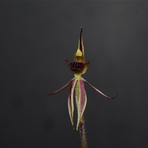 Caladenia actensis at suppressed - 25 Sep 2024