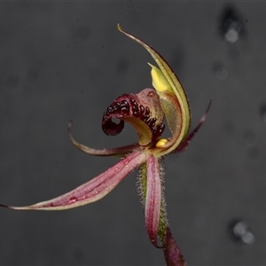 Caladenia actensis at suppressed - 25 Sep 2024