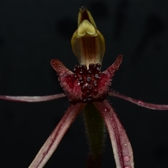 Caladenia actensis at suppressed - suppressed