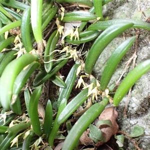 Bulbophyllum shepherdii at Jamberoo, NSW - suppressed