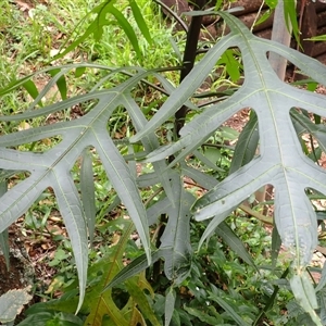 Solanum aviculare at Jamberoo, NSW - 25 Sep 2024