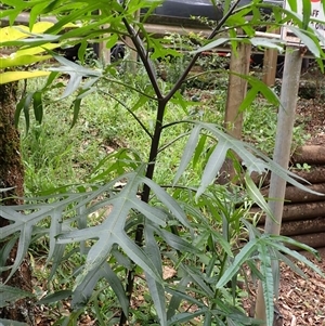 Solanum aviculare at Jamberoo, NSW - 25 Sep 2024