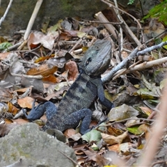 Intellagama lesueurii howittii (Gippsland Water Dragon) at Jamberoo, NSW - 25 Sep 2024 by plants