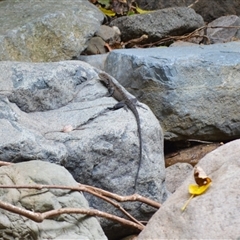 Intellagama lesueurii howittii at Jamberoo, NSW - 25 Sep 2024 11:38 PM