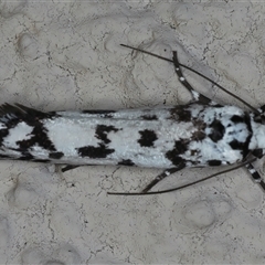 Ethmia eupostica (A Gelechioid moth (Ethmiidae)) at Ainslie, ACT - 23 Sep 2024 by jb2602