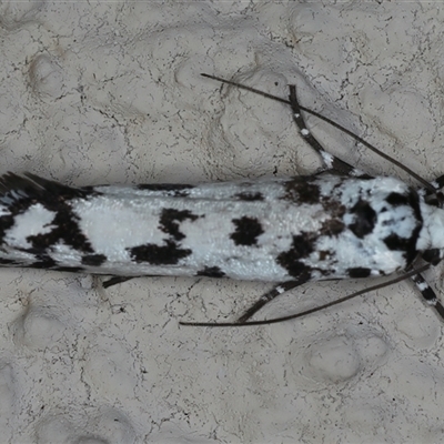 Ethmia eupostica (A Gelechioid moth (Ethmiidae)) at Ainslie, ACT - 23 Sep 2024 by jb2602