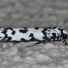 Ethmia eupostica at Ainslie, ACT - 23 Sep 2024