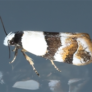 Euphiltra eroticella at Ainslie, ACT - 23 Sep 2024