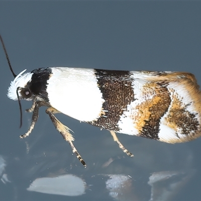 Euphiltra eroticella (A Concealer moth (Wingia group)) at Ainslie, ACT - 23 Sep 2024 by jb2602