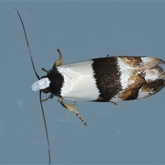 Euphiltra eroticella at Ainslie, ACT - 23 Sep 2024 10:49 PM