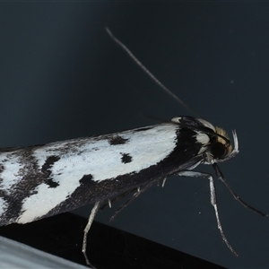 Philobota lysizona at Ainslie, ACT - 23 Sep 2024 10:07 PM