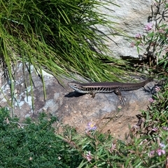 Eulamprus quoyii (Eastern Water Skink) at Mount Kembla, NSW - 10 Aug 2024 by BackyardHabitatProject