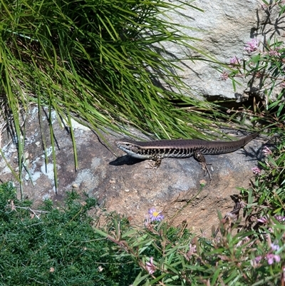 Eulamprus heatwolei at Mount Kembla, NSW - 10 Aug 2024 by BackyardHabitatProject