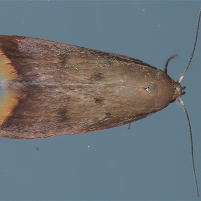 Tachystola acroxantha (A Concealer moth) at Ainslie, ACT - 23 Sep 2024 by jb2602