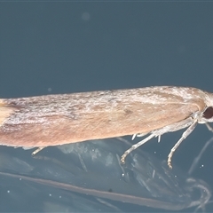 Tachystola acroxantha at Ainslie, ACT - 23 Sep 2024