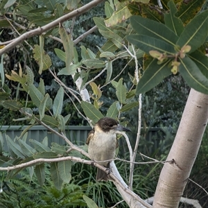 Cracticus torquatus at Mount Kembla, NSW - 26 Aug 2024