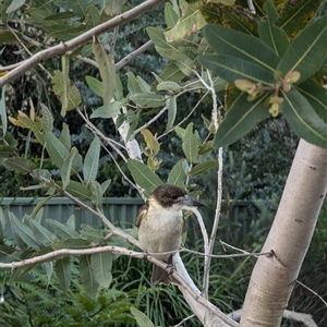 Cracticus torquatus at Mount Kembla, NSW - 26 Aug 2024 04:55 PM