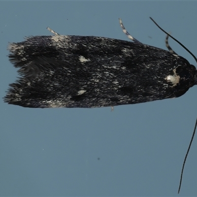 Barea codrella (A concealer moth) at Ainslie, ACT - 23 Sep 2024 by jb2602