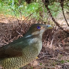 Ptilonorhynchus violaceus (Satin Bowerbird) at Mount Kembla, NSW - 26 Sep 2024 by BackyardHabitatProject