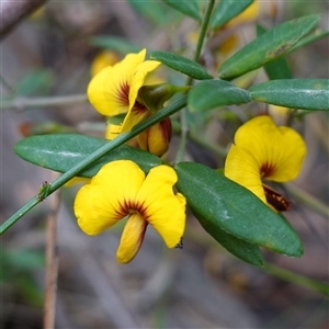 Bossiaea kiamensis at Robertson, NSW - 25 Sep 2024