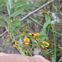 Bossiaea kiamensis at Robertson, NSW - 25 Sep 2024