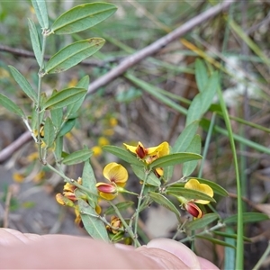 Bossiaea kiamensis at Robertson, NSW - 25 Sep 2024