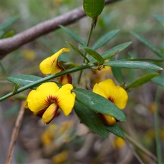 Bossiaea kiamensis at Robertson, NSW - 25 Sep 2024 11:11 AM