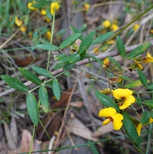 Bossiaea kiamensis at Robertson, NSW - 25 Sep 2024