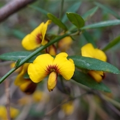 Bossiaea kiamensis at Robertson, NSW - 25 Sep 2024