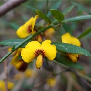 Bossiaea kiamensis at Robertson, NSW - 25 Sep 2024