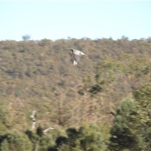 Coracina novaehollandiae at Rankins Springs, NSW - 30 Sep 2018