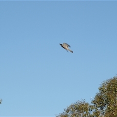 Coracina novaehollandiae at Rankins Springs, NSW - 30 Sep 2018 07:21 AM