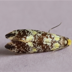 Monopis chrysogramma (A Scat moth (Tineinae)) at Moruya, NSW - 26 Sep 2024 by LisaH