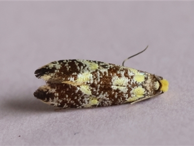 Monopis chrysogramma at Moruya, NSW - 26 Sep 2024 by LisaH