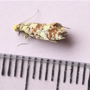 Monopis chrysogramma at Moruya, NSW - suppressed
