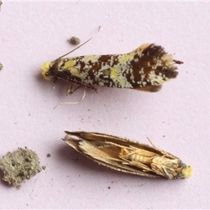 Monopis chrysogramma at Moruya, NSW - suppressed