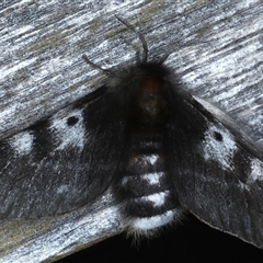 Nataxa flavescens (Nataxa Moth) at Ainslie, ACT - 25 Sep 2024 by jb2602