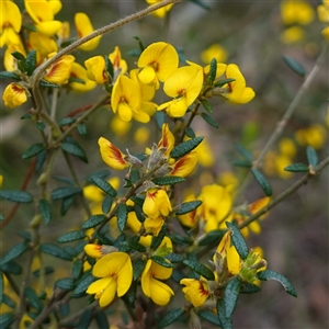 Aotus ericoides at Robertson, NSW - 25 Sep 2024