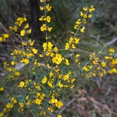 Aotus ericoides at Robertson, NSW - 25 Sep 2024