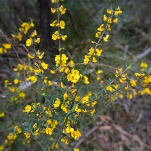 Aotus ericoides at Robertson, NSW - 25 Sep 2024