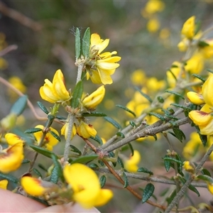 Aotus ericoides at Robertson, NSW - 25 Sep 2024