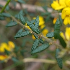 Aotus ericoides at Robertson, NSW - 25 Sep 2024