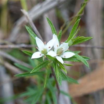 Rhytidosporum procumbens (White Marianth) at Robertson, NSW - 25 Sep 2024 by RobG1