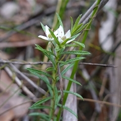 Rhytidosporum procumbens at Robertson, NSW - 25 Sep 2024