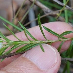 Rhytidosporum procumbens at Robertson, NSW - 25 Sep 2024